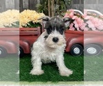 Image preview for Ad Listing. Nickname: Kira