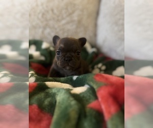 Medium French Bulldog