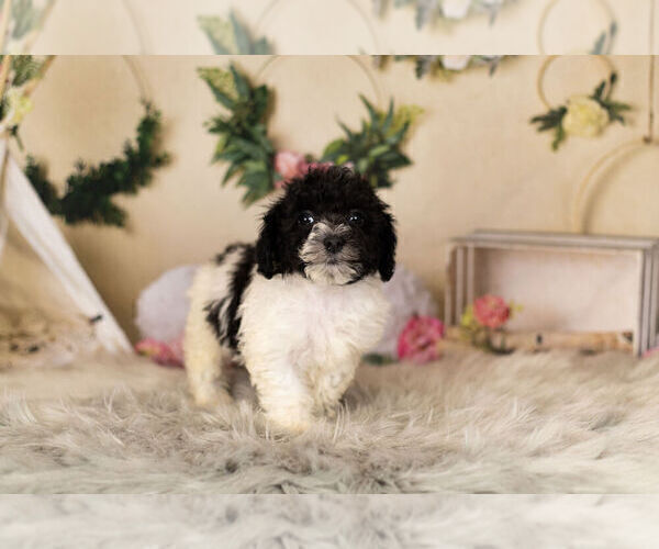 Medium Photo #9 Zuchon Puppy For Sale in WARSAW, IN, USA