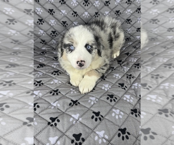 Medium Photo #81 Australian Shepherd Puppy For Sale in SALISBURY, NC, USA