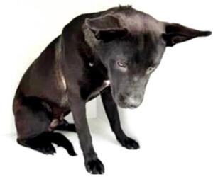 Labrador Retriever Dogs for adoption in Houston, TX, USA