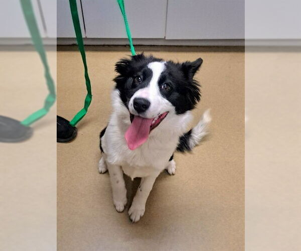 Medium Photo #4  Puppy For Sale in , 