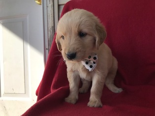Golden Retriever Puppy for sale in QUARRYVILLE, PA, USA
