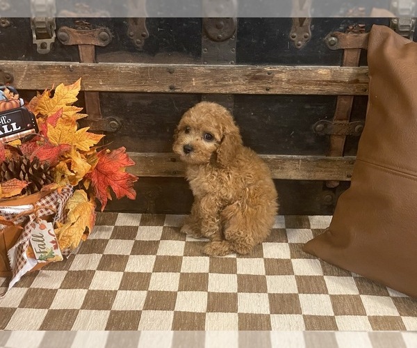 Medium Photo #3 Cavapoo (Miniature) Puppy For Sale in FULTON, KS, USA