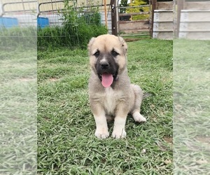Central Asian shepherd Puppy for sale in SUNNYSIDE, WA, USA