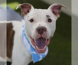 American Staffordshire Terrier-Unknown Mix Dogs for adoption in San Antonio, TX, USA