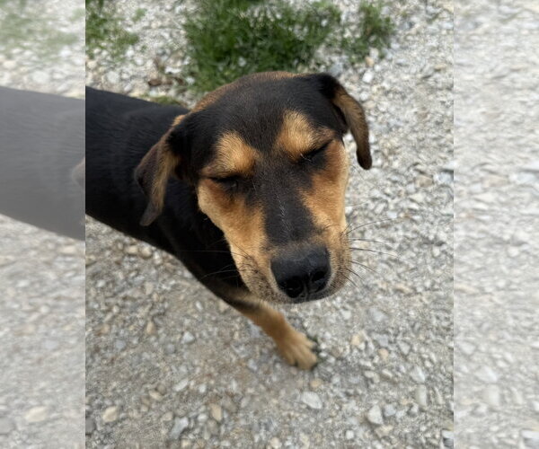 Medium Photo #1 Australian Shepherd-German Shepherd Dog Mix Puppy For Sale in Corning, AR, USA