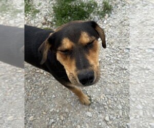Australian Shepherd-German Shepherd Dog Mix Dogs for adoption in Corning, AR, USA