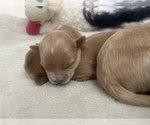 Small Photo #1 Maltipoo Puppy For Sale in YUCAIPA, CA, USA