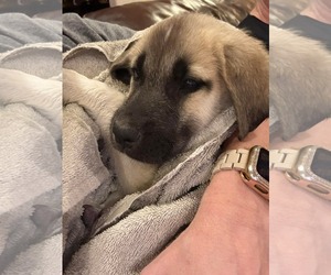 Anatolian Pyrenees Dogs for adoption in Houston, TX, USA