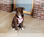 Small Photo #5 Labradinger Puppy For Sale in St. Louis Park, MN, USA