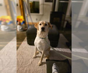 Golden Labrador Dogs for adoption in New London, WI, USA