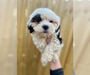 Zuchon Puppy for sale in HIXSON, TN, USA