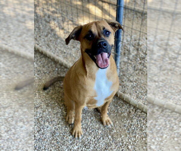 Medium Photo #5 Boxer Puppy For Sale in Austin, TX, USA