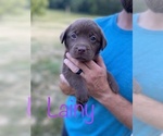 Small Photo #17 Labrador Retriever Puppy For Sale in BRIDGEWATER, VA, USA