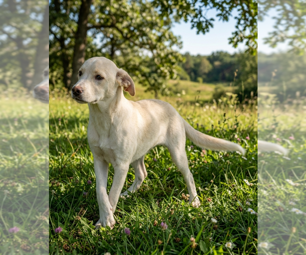 Medium Photo #1 Labrador Retriever-Unknown Mix Puppy For Sale in Genesee, WI, USA