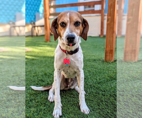 Medium Photo #7 Beagle Puppy For Sale in Tampa, FL, USA