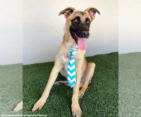 Medium Photo #2 Mutt Puppy For Sale in San Diego, CA, USA