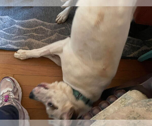 Medium Photo #5 Lab-Pointer Puppy For Sale in Rustburg, VA, USA