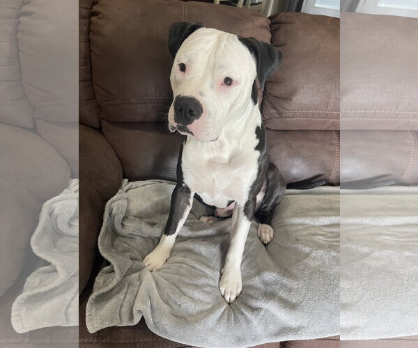 Medium Photo #3 American Staffordshire Terrier-Unknown Mix Puppy For Sale in Oakhurst, NJ, USA