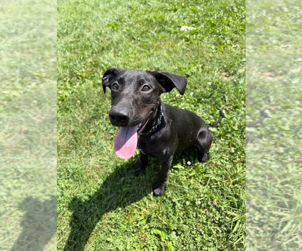 Medium Photo #3 Labrador Retriever-Unknown Mix Puppy For Sale in Pierceton , IN, USA