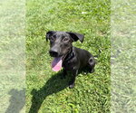 Small #2 Labrador Retriever Mix