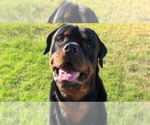 Rottweiler Dogs for adoption in Gilbert, AZ, USA