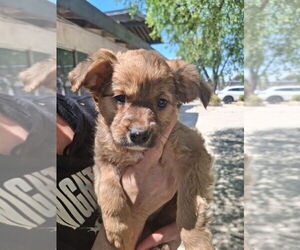 Cocker Spaniel-Unknown Mix Dogs for adoption in Dana Point, CA, USA