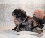 Small #9 Yorkiepoo mix (+ Poodle Toy)