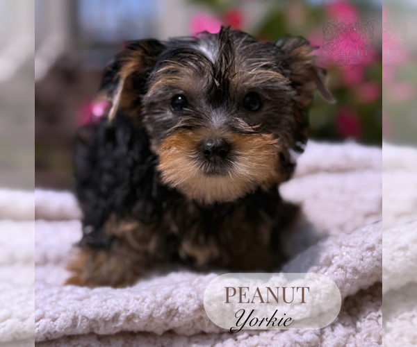 Medium Photo #9 Yorkshire Terrier Puppy For Sale in ELMHURST, IL, USA