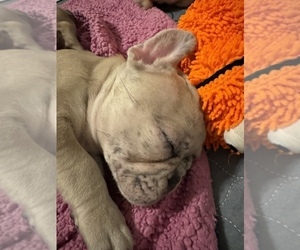 French Bulldog Puppy for sale in OAKDALE, CA, USA