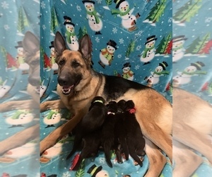 Mother of the German Shepherd Dog puppies born on 12/12/2021