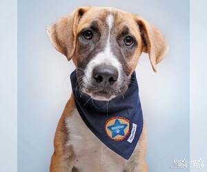 Labrador Retriever-Retriever Mix Dogs for adoption in Washington, DC, USA