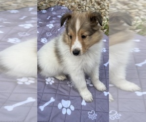 Shetland Sheepdog Puppy for sale in PINE ISLAND, MN, USA