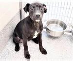 Small Photo #4 Labrador Retriever Puppy For Sale in Houston, TX, USA