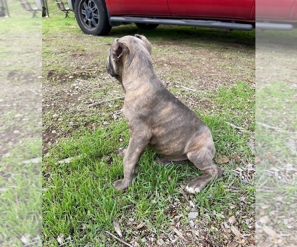Medium Photo #13 Cane Corso Puppy For Sale in OCEANSIDE, CA, USA