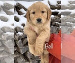 Puppy Bell Golden Retriever