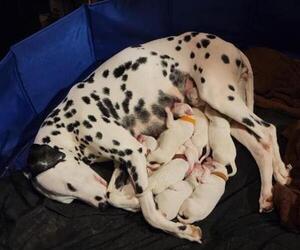 Mother of the Dalmatian puppies born on 11/23/2021