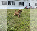 Small Photo #1 Goldendoodle Puppy For Sale in ZOLFO SPRINGS, FL, USA