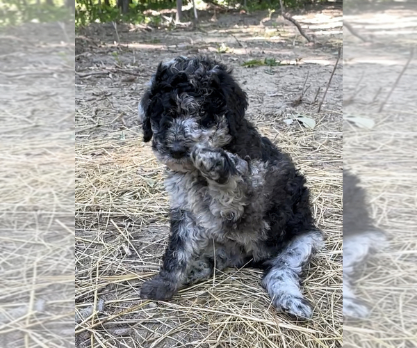 Medium Photo #3 Poodle (Standard) Puppy For Sale in COMMERCE, GA, USA