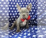 Small Photo #3 French Bulldog Puppy For Sale in STEVENS, PA, USA