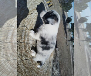 Welsh Cardigan Corgi Puppy for sale in KEENESBURG, CO, USA
