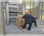 Small #1 Goldendoodle
