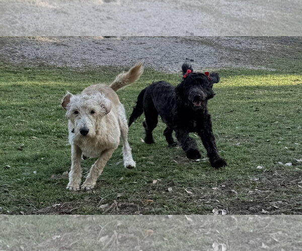 Medium Photo #10 Poodle (Standard)-Unknown Mix Puppy For Sale in Valrico, FL, USA