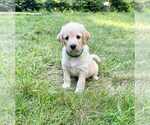 Small Photo #8 Aussiedoodle-Labradoodle Mix Puppy For Sale in BRYANTOWN, MD, USA