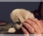 Small Photo #67 Maltese Puppy For Sale in BRKN ARW, OK, USA