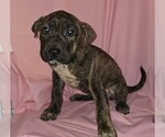 Puppy Candy Boxer-Chinese Shar-Pei Mix