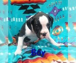 Small #1 Boxer