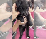 Small #2 American Staffordshire Terrier Mix