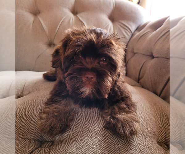 Medium Photo #10 Shorkie Tzu Puppy For Sale in LAKESIDE, CA, USA